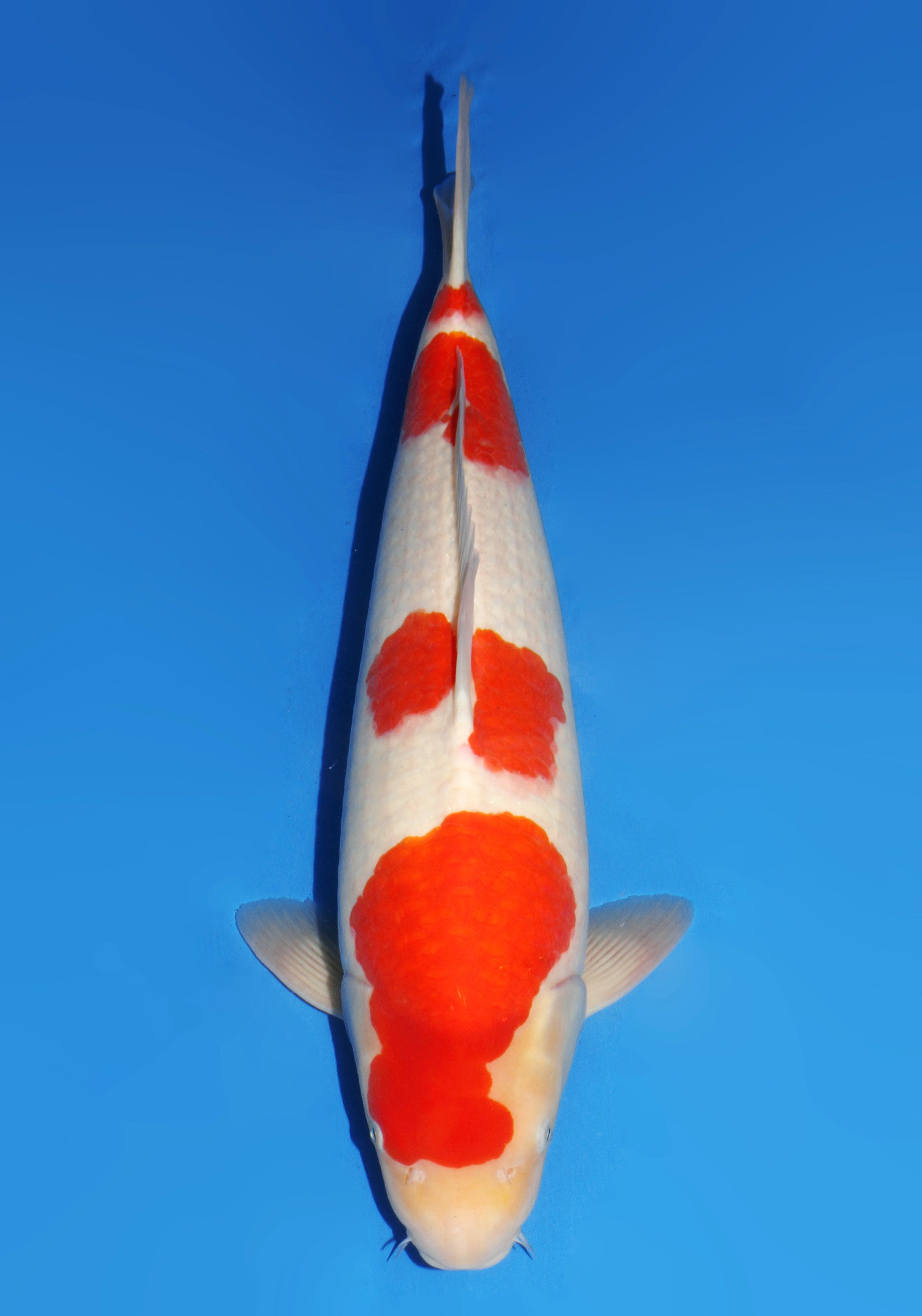 Japanse koi Dainichi Kohaku Gosai 57 cm Male