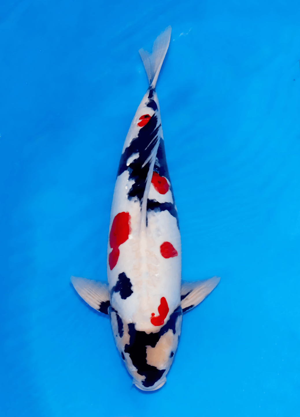 Japanse koi Marushin   Doitsu Showa Sansai 50cm
