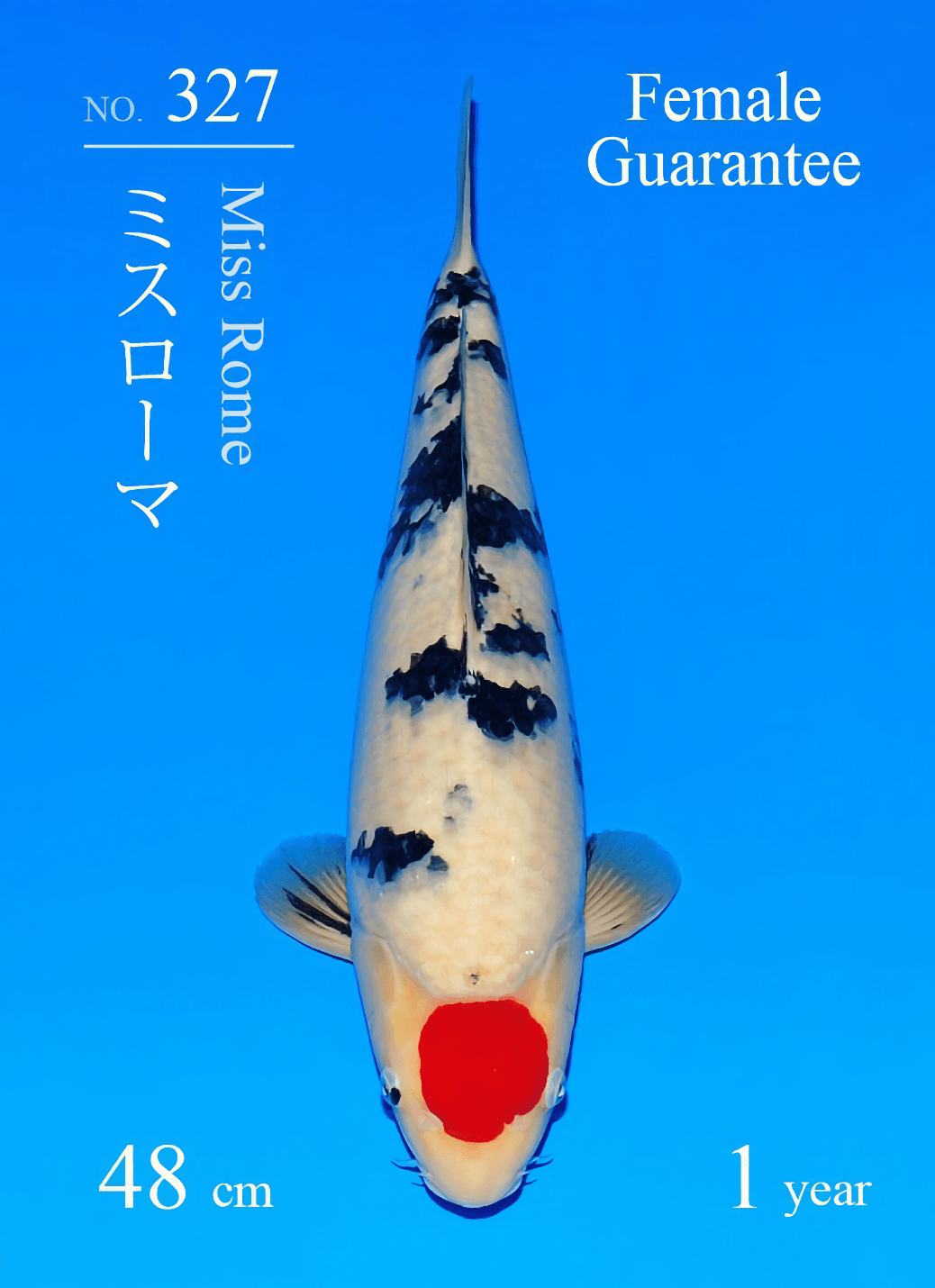 Japanse koi Sakai Fish Farm Miss Rome  Sanke Tosai 48cm