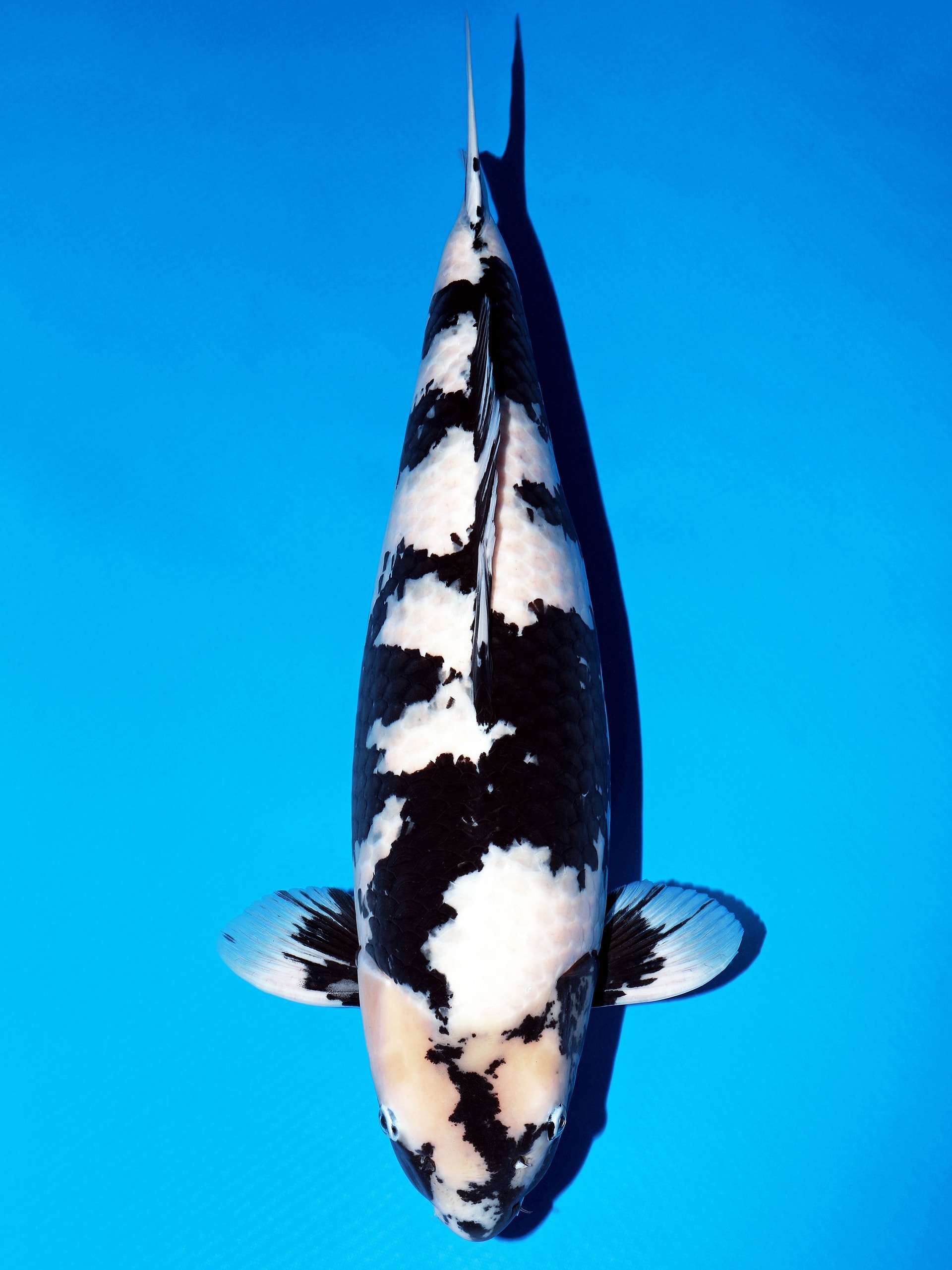 Japanse koi Omosako Shiro-utsuri Rokusai + 72 cm Female