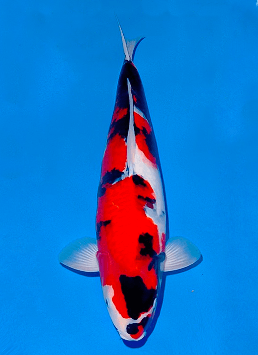 Japanse koi Ogata Showa Isa Rokusai + 55 cm Female