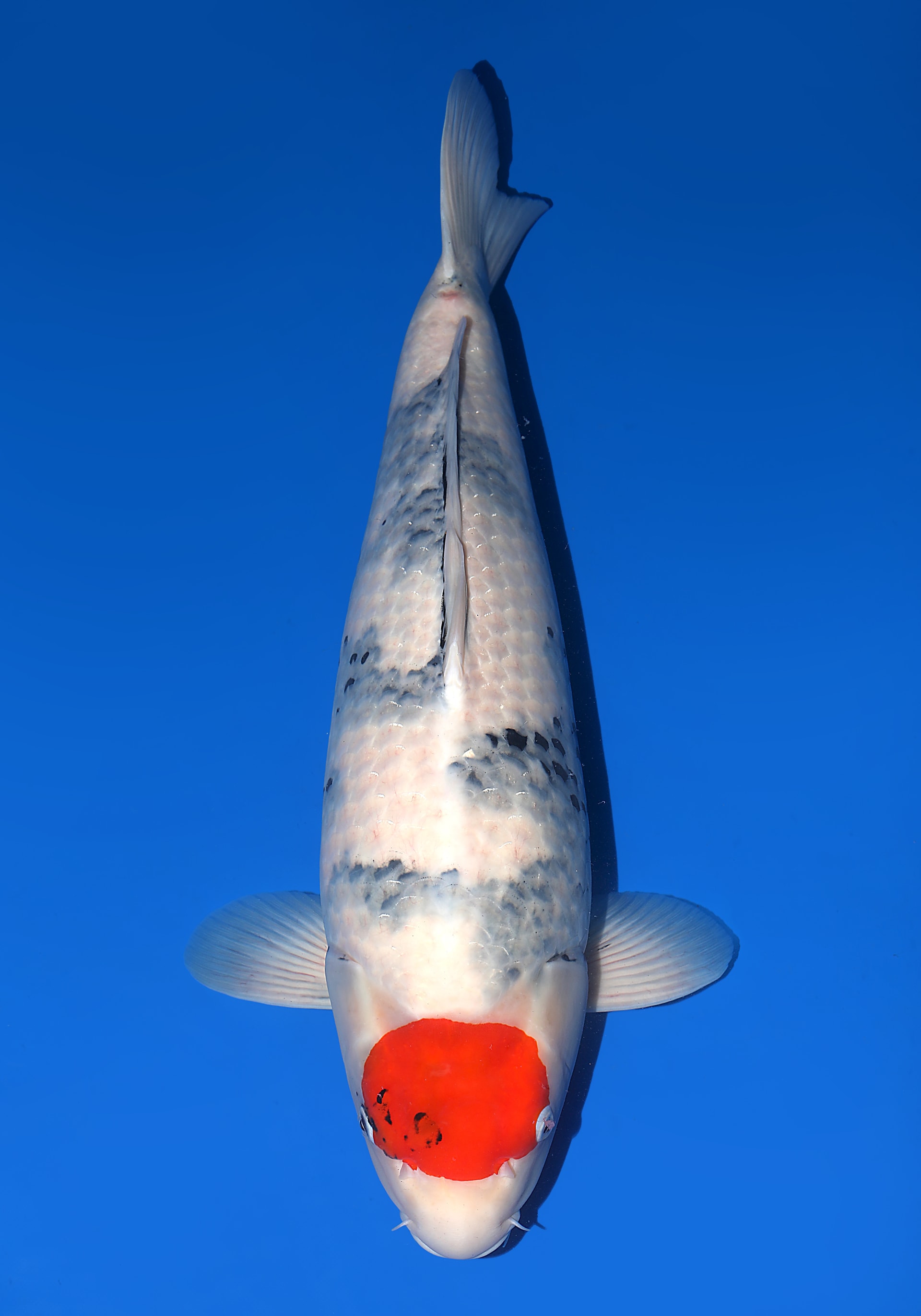 Japanse koi Isa Showa Yonsai 60 cm Female