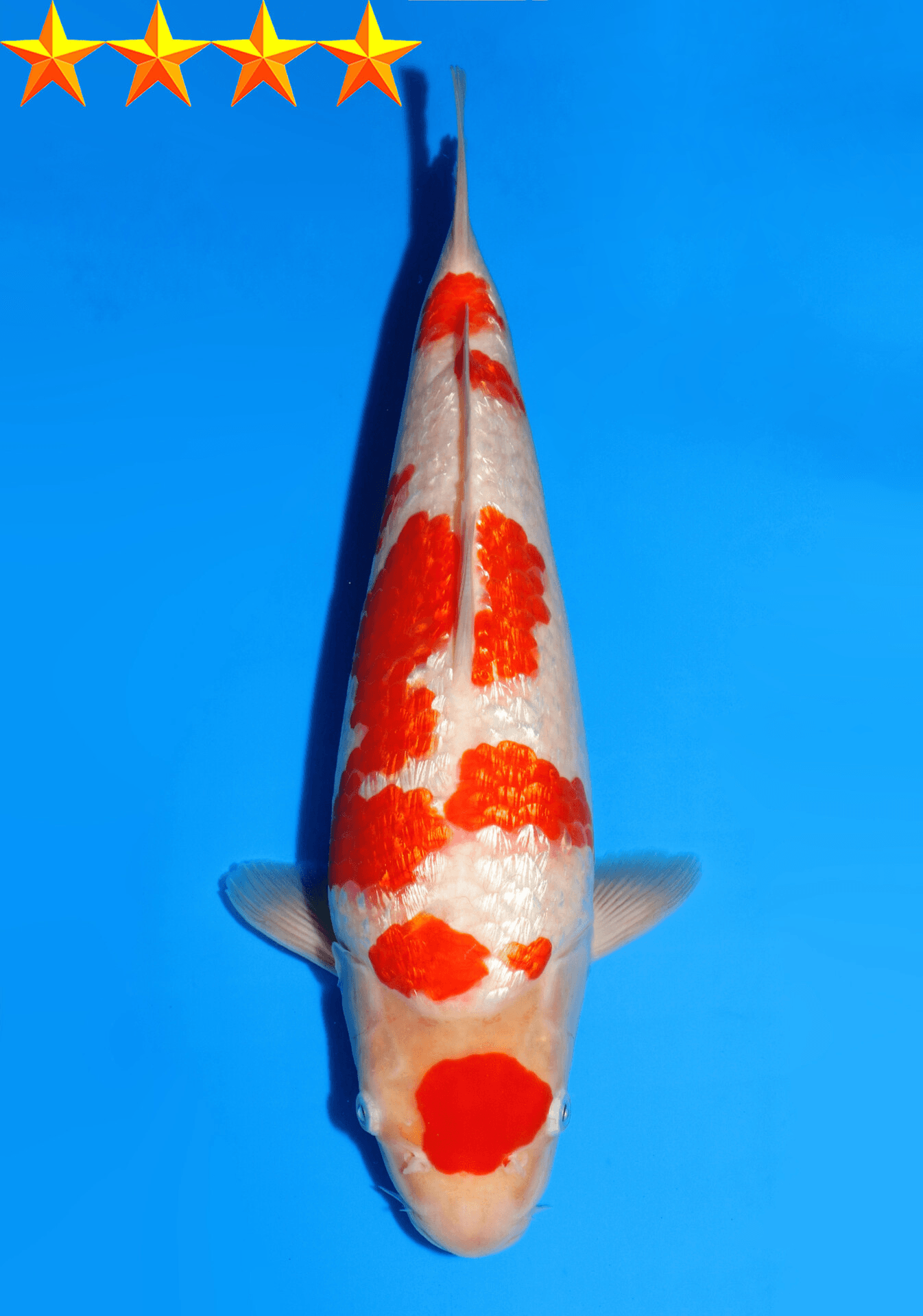 Japanse koi Dainichi Ginrin Kohaku XGinrin Sansai 36 cm Female