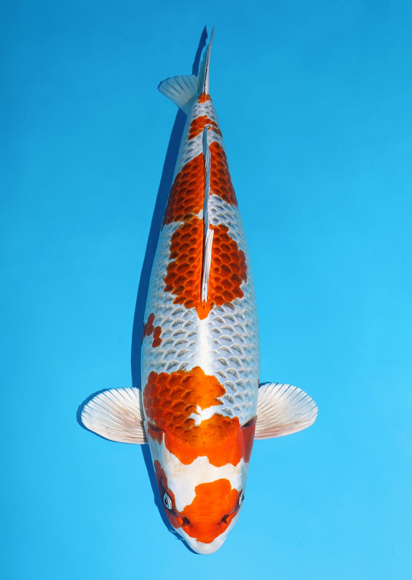 Japanse koi Omosako Kujaku Rokusai + 64 cm Female