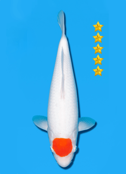 Japanse koi Ogata Kohaku Sakai Yonsai 35 cm Female