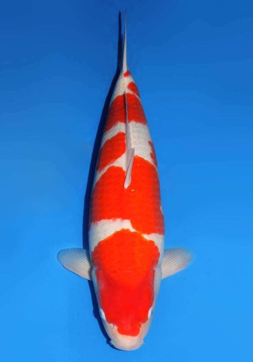 Japanse koi Dainichi Kohaku DMM Rokusai + 77 cm Female