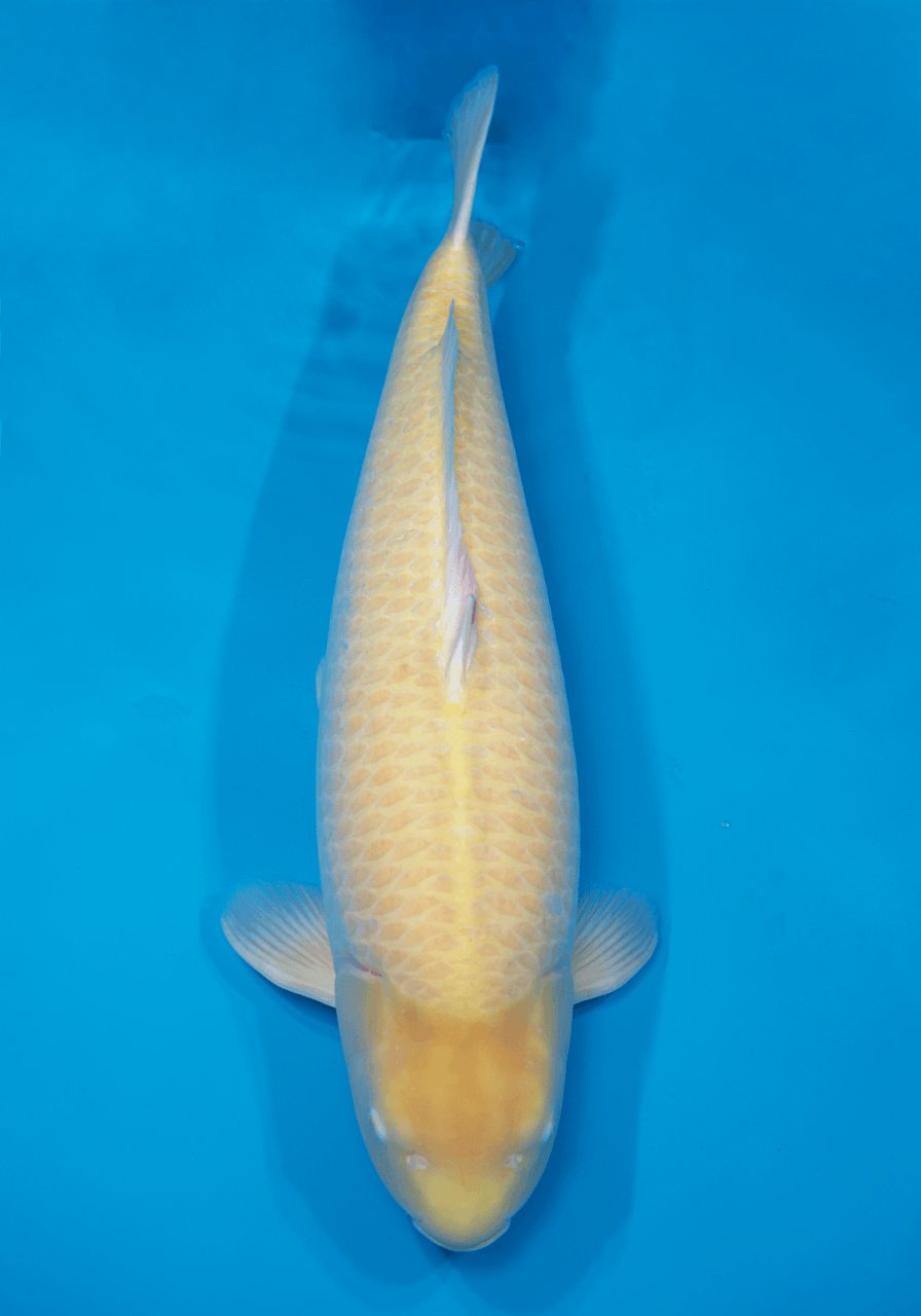 Japanse koi Izumiya Karashigoi Rokusai + 82 cm Female