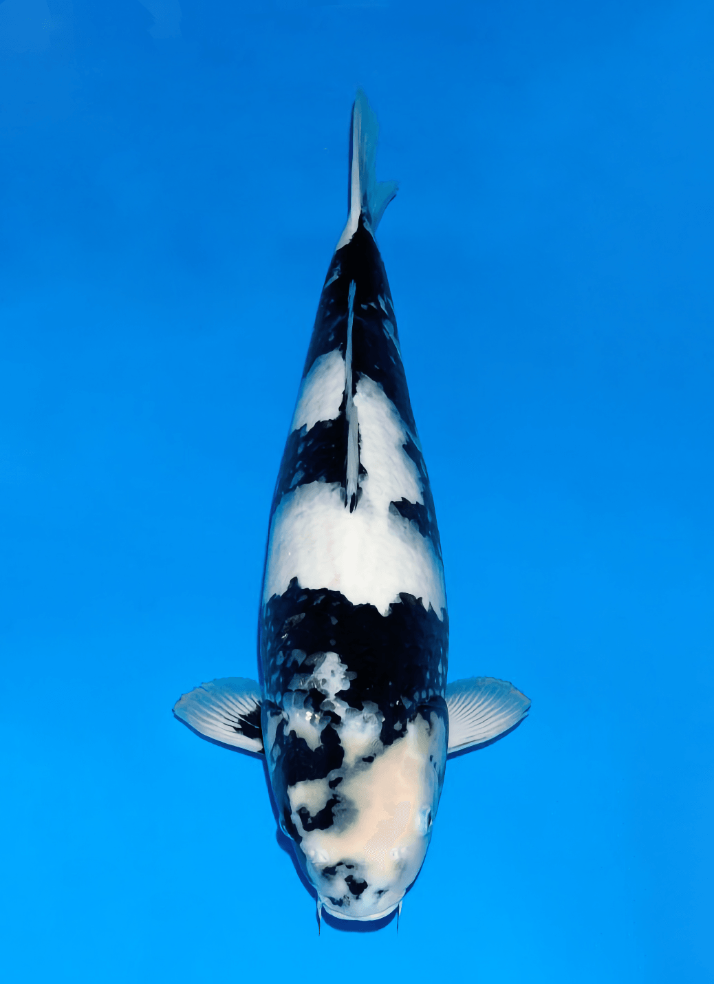 Japanse koi Ogata Omosako  Shiro-utsuri Nisai 52cm