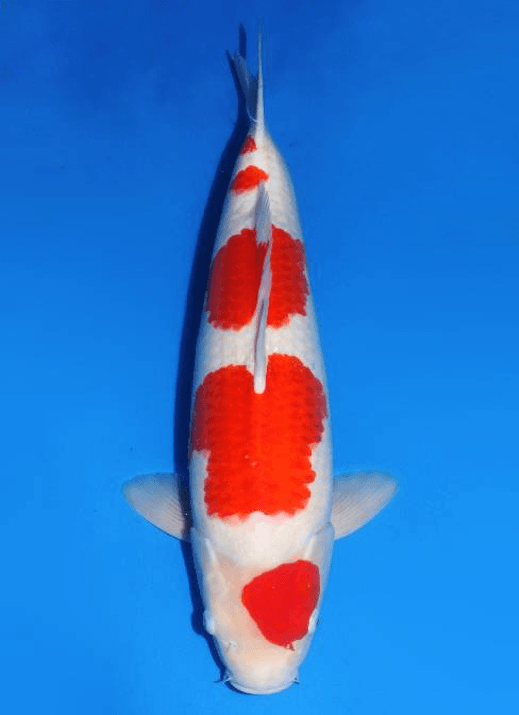 Japanse koi Dainichi Toyota Kinsen  Kohaku Rokusai + 72cm