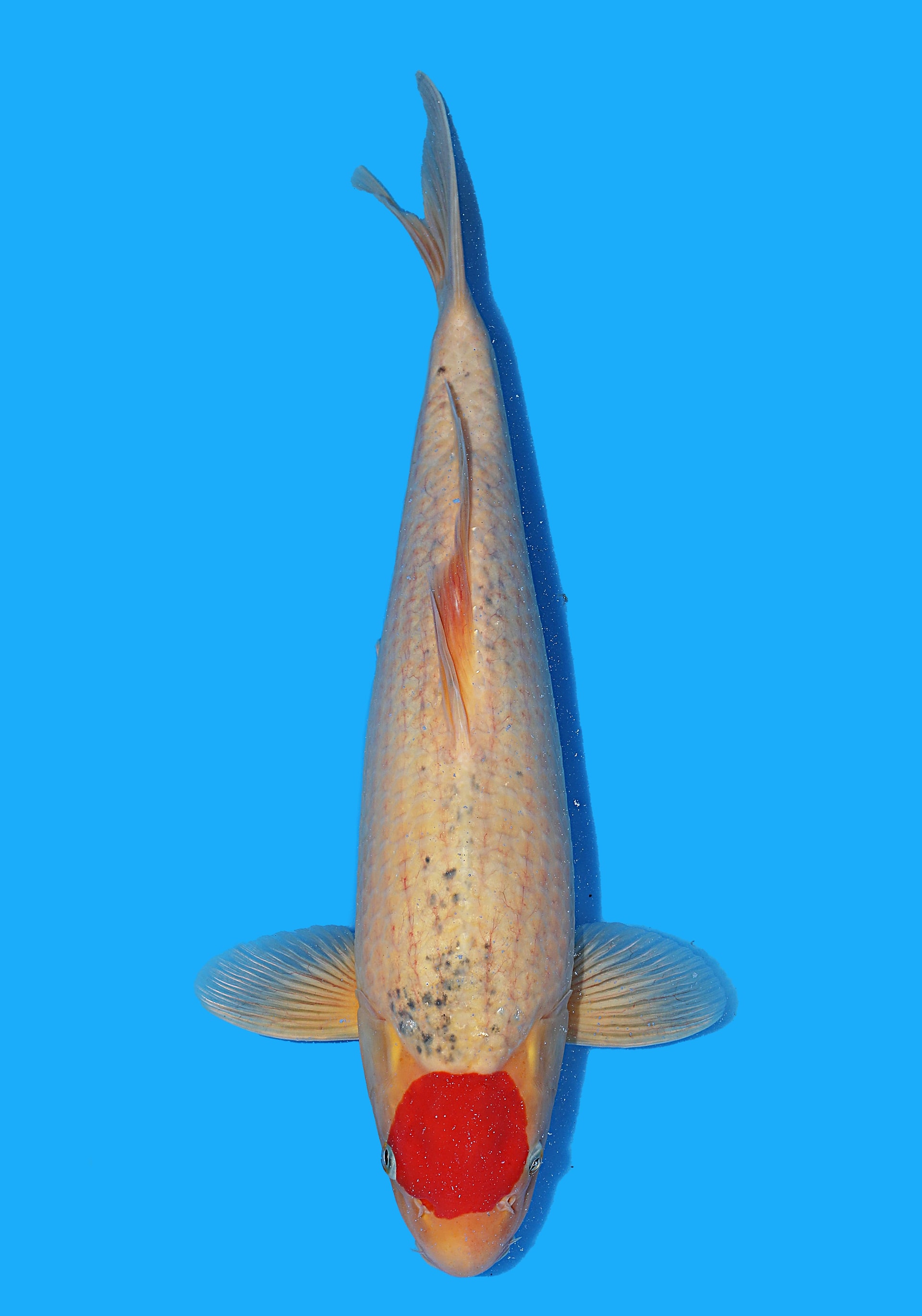 Japanse koi Hiroi Goshiki Rokusai + 55 cm Female