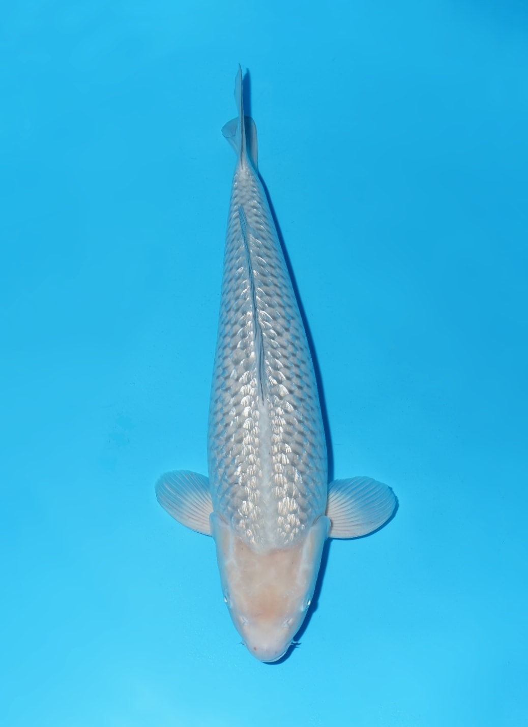 Japanse koi Momotaro Ginrin Soragoi Yonsai 60 cm Female