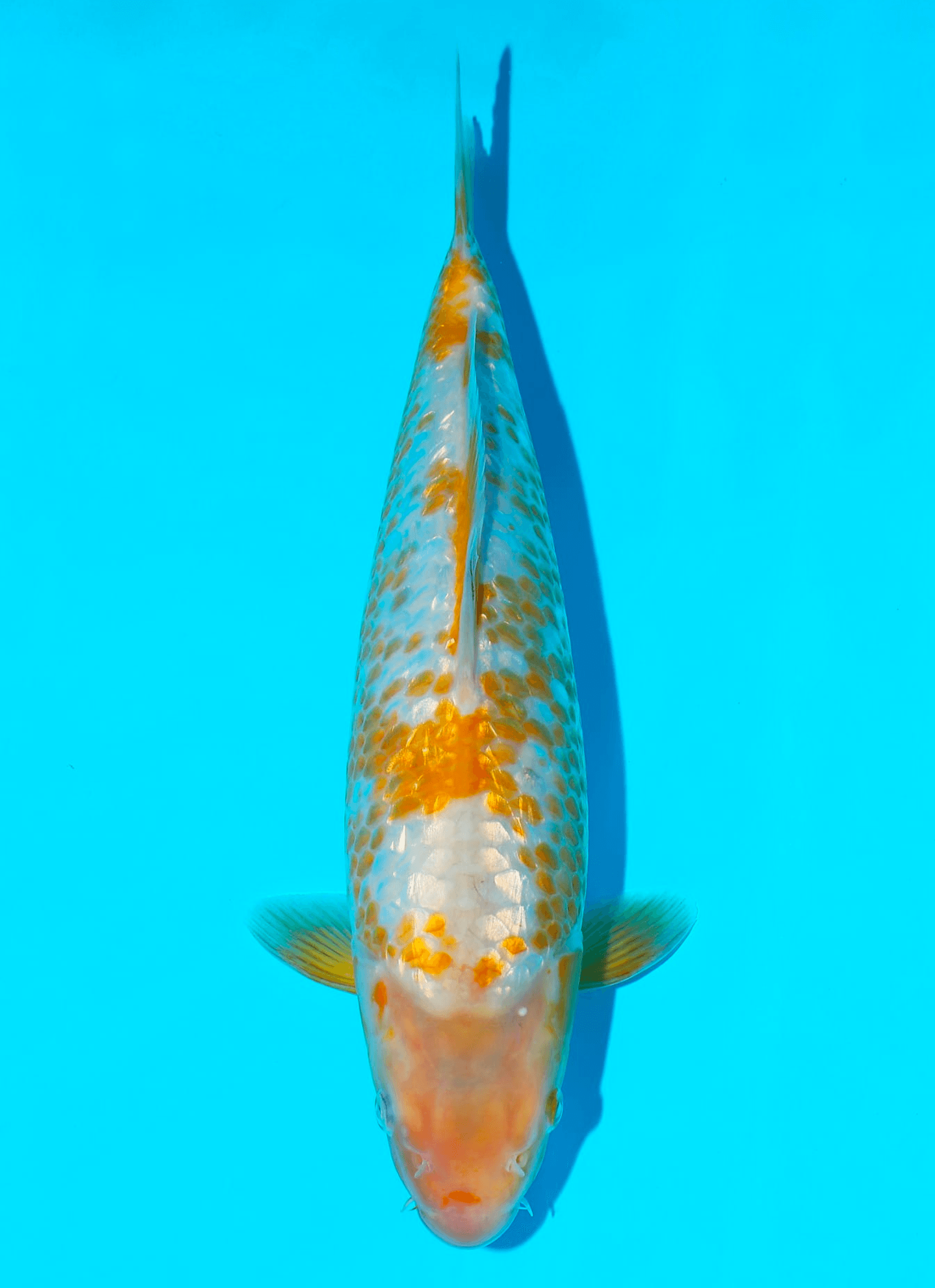Japanse koi Taniguchi Ginrin Karashigoi Golden Corn Rokusai + 32 cm Female