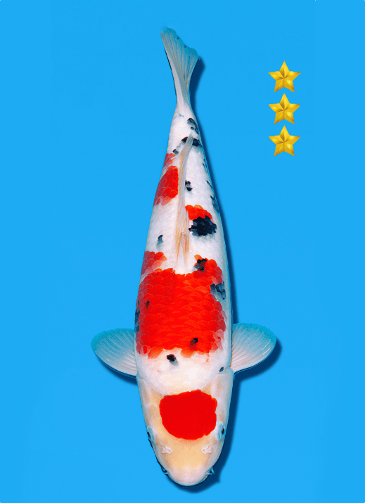 Japanse koi Ogata Sakai  Sanke Nisai 40cm