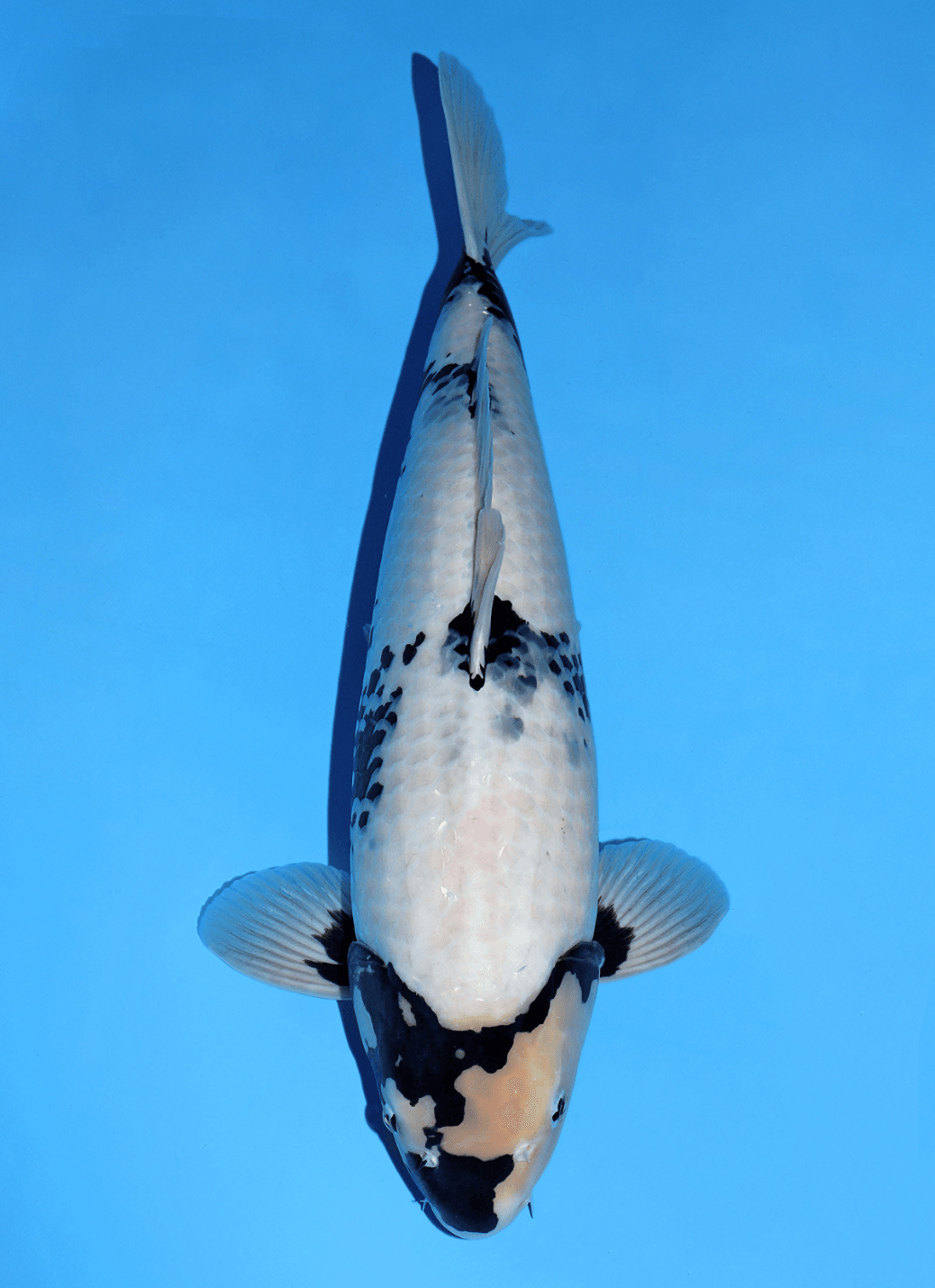 Japanse koi Omosako Patra 6  Shiro-utsuri Sansai 63cm