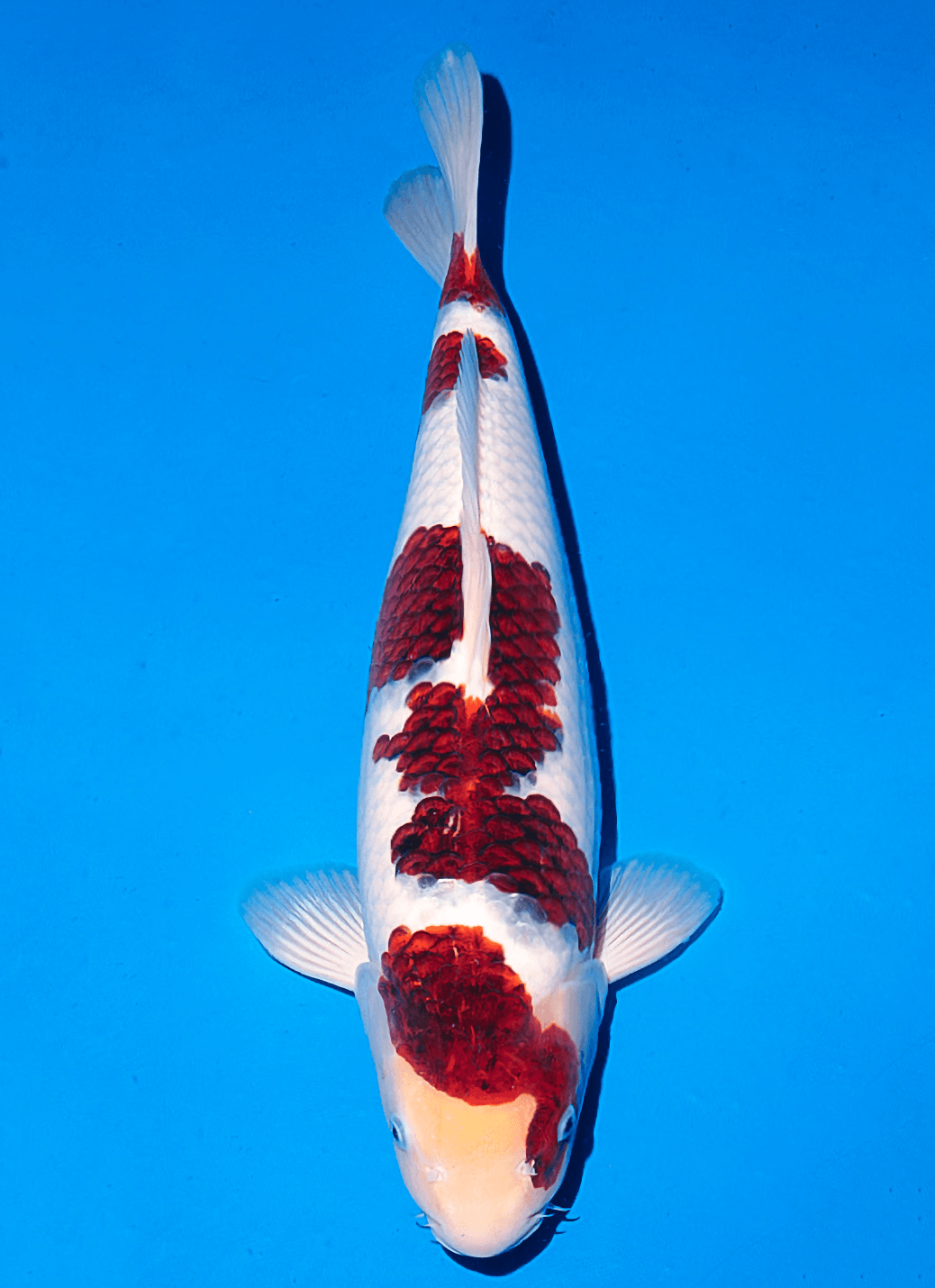 Japanse koi Ogata Goromo BlackBudo Rokusai + 55 cm Female