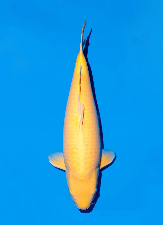 Japanse koi Ogata Karashigoi Konishi Rokusai + 63 cm Female