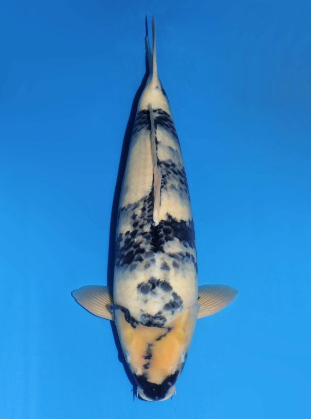 Japanse koi Dainichi Shiro-utsuri SuperMonster Rokusai + 53 cm Male