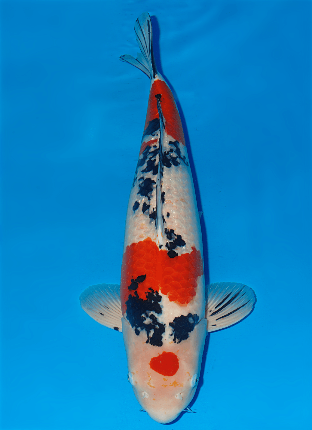 Japanse koi Tamaura Sanke Rokusai + 73 cm Female