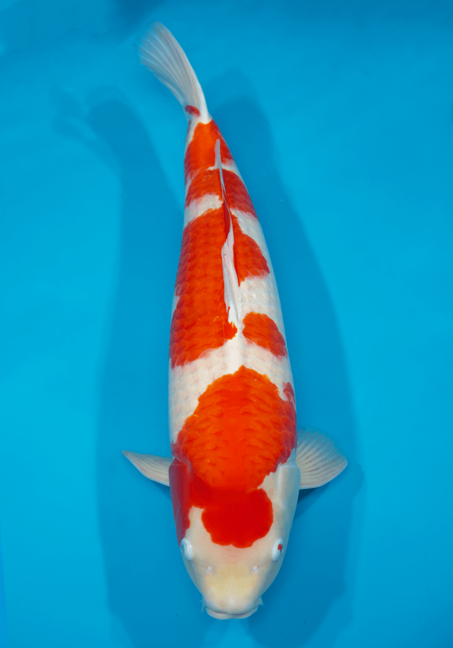 Japanse koi Dainichi Kohaku DSKohaku Rokusai + 65 cm Female