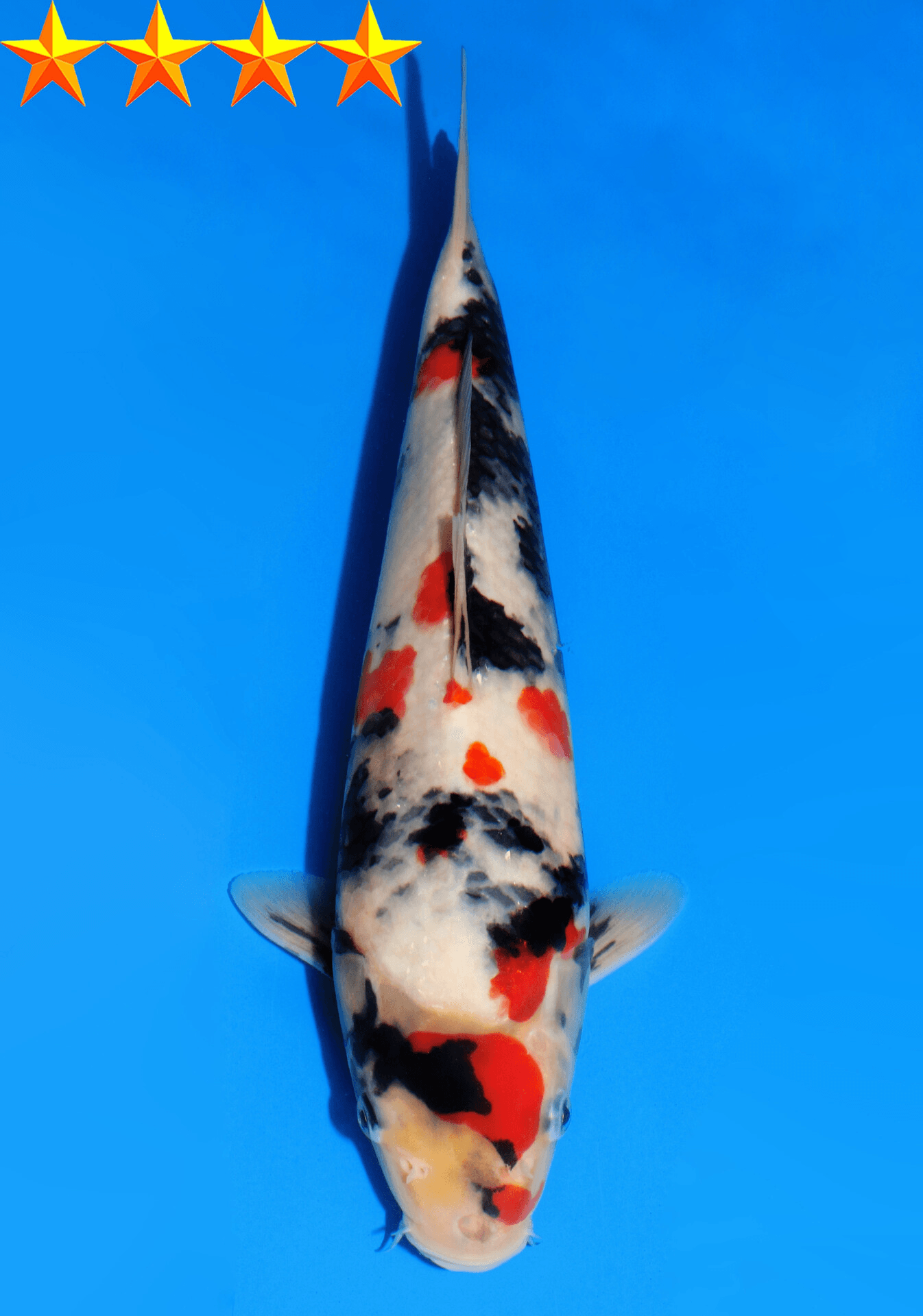 Japanse koi Dainichi Showa SuperMonster Yonsai 31 cm Unknown