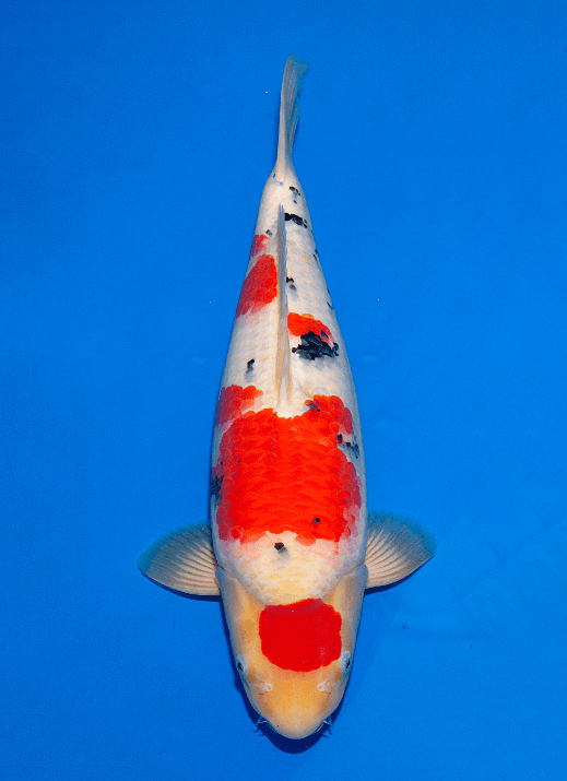 Japanse koi Ogata Sanke Sakai Yonsai 52 cm Female