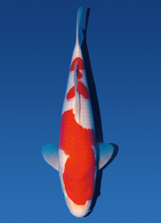 Japanse koi Sakai Fish Farm Kohaku Rokusai + 64 cm Female
