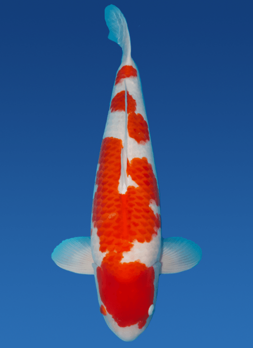 Japanse koi Torazo Kohaku Rokusai + 75 cm Male