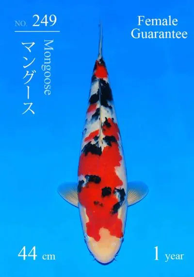 Japanse koi Sakai Fish Farm Sanke Mongoose Yonsai 44 cm Female
