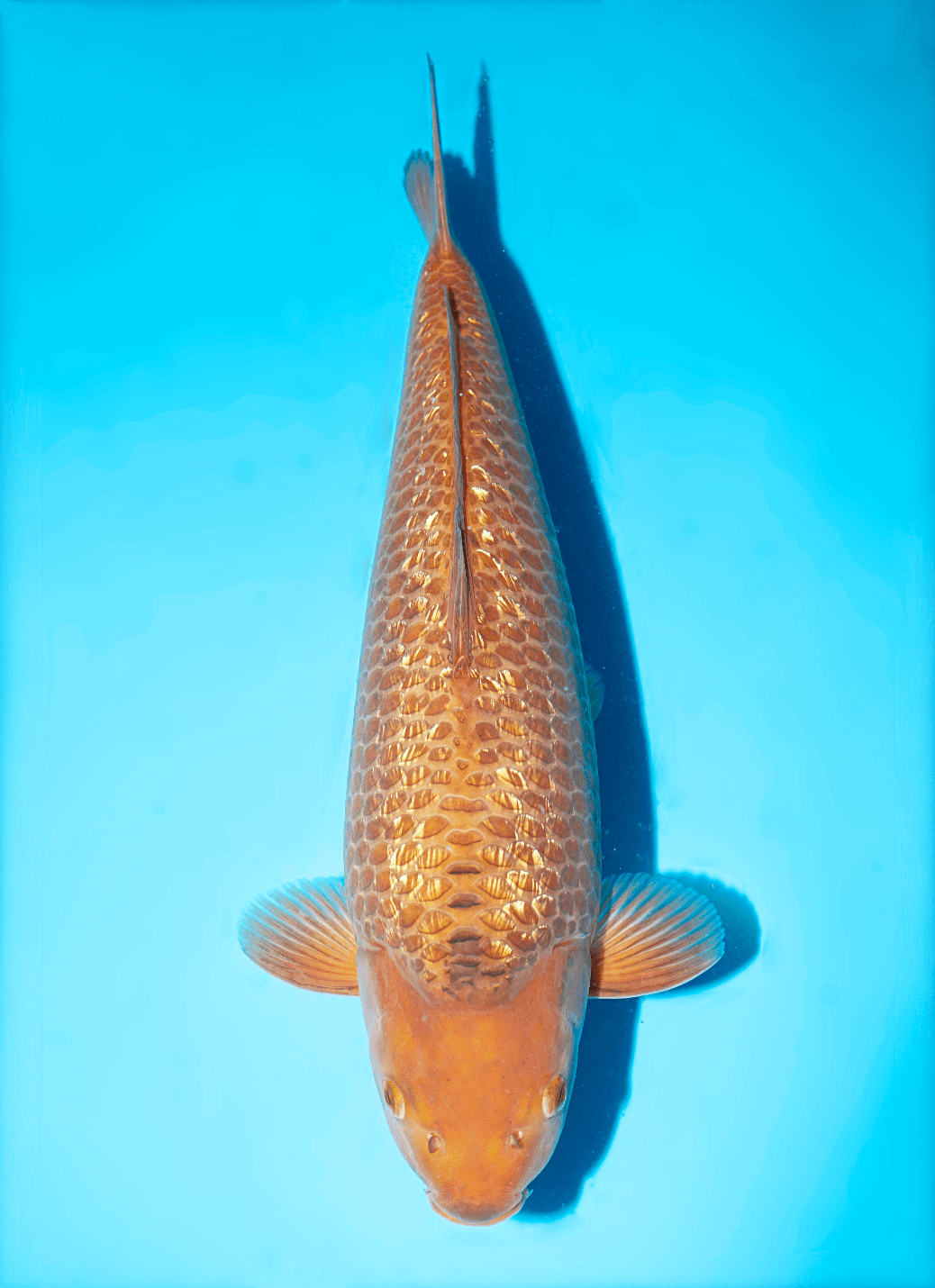 Japanse koi Dainichi BrownMonkey Ginrin Chagoi Nisai 43cm