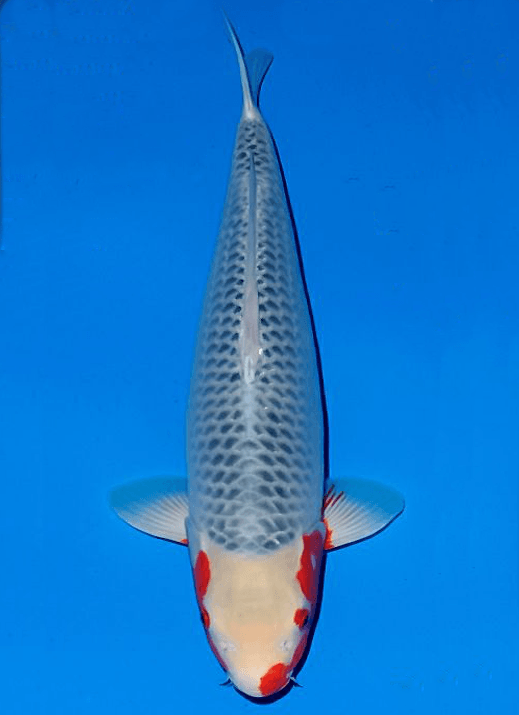 Japanse koi Ogata Asagi Oya Rokusai + 60 cm Female