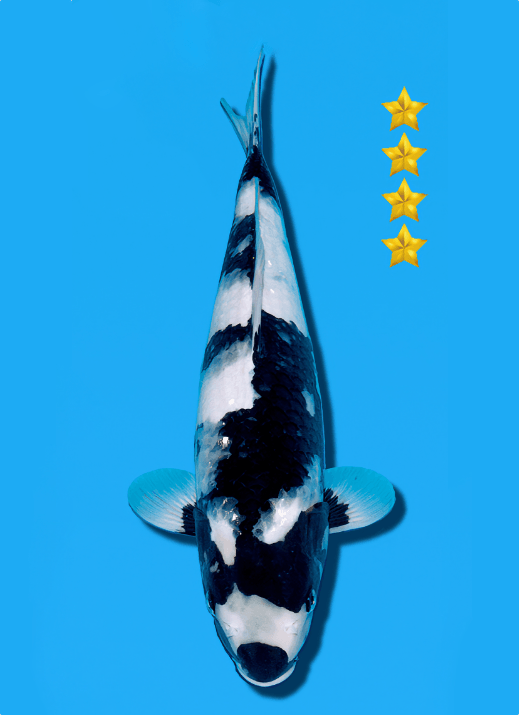 Japanse koi Ogata Shiro-utsuri Omosako Yonsai 39 cm Female