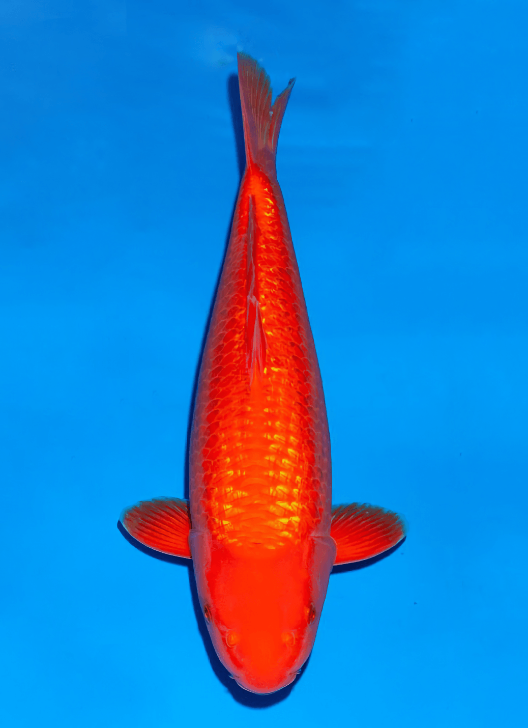 Japanse koi Ogata Ginrin Benigoi Taiho Nisai 46 cm Male