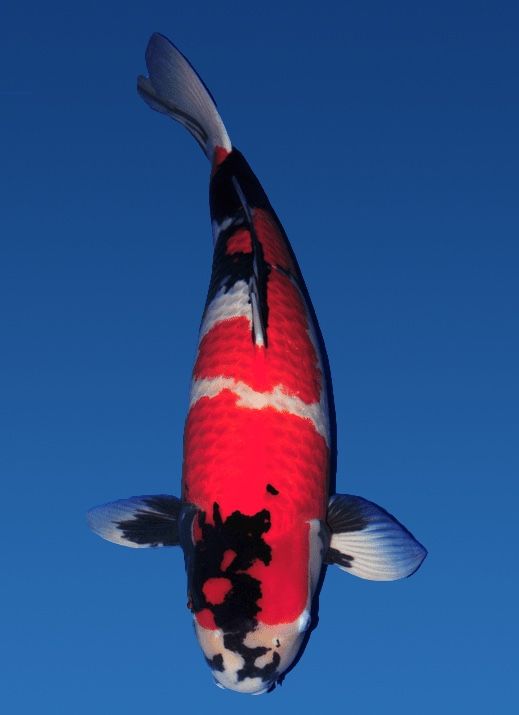 Japanse koi Momotaro Showa Rokusai + 81 cm Female