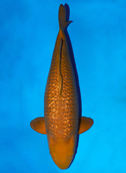 Japanse koi Ogata Ginrin Chagoi Marusaka Rokusai + 75 cm Female