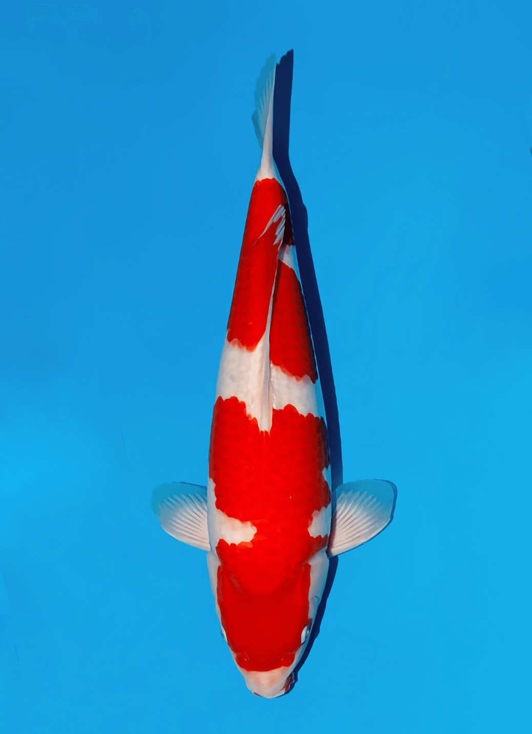 Japanse koi Momotaro Kamuy  Kohaku Tosai 44cm