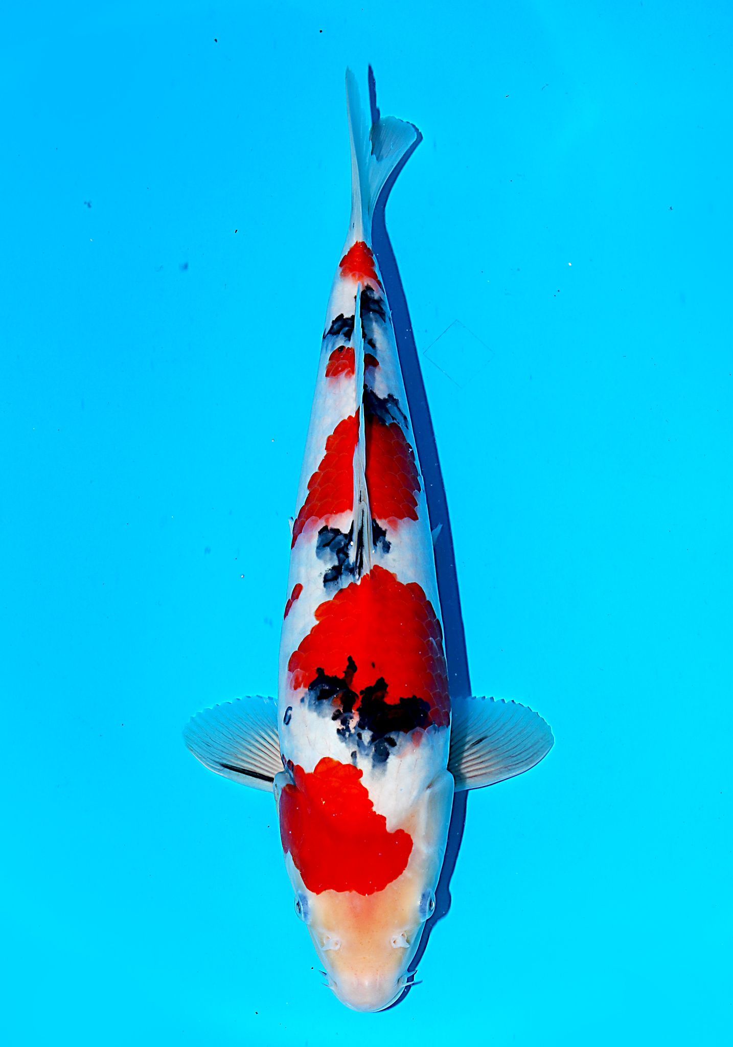 Japanse koi Ikarashi Sanke Yonsai 34 cm Female