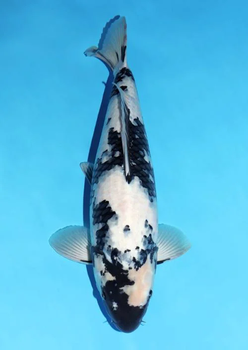 Japanse koi Omosako Black Panda  Shiro-utsuri Yonsai 72cm