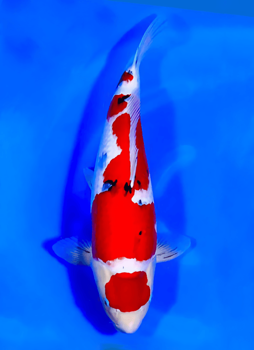 Japanse koi Ogata Sanke Sakai Rokusai + 61 cm Female