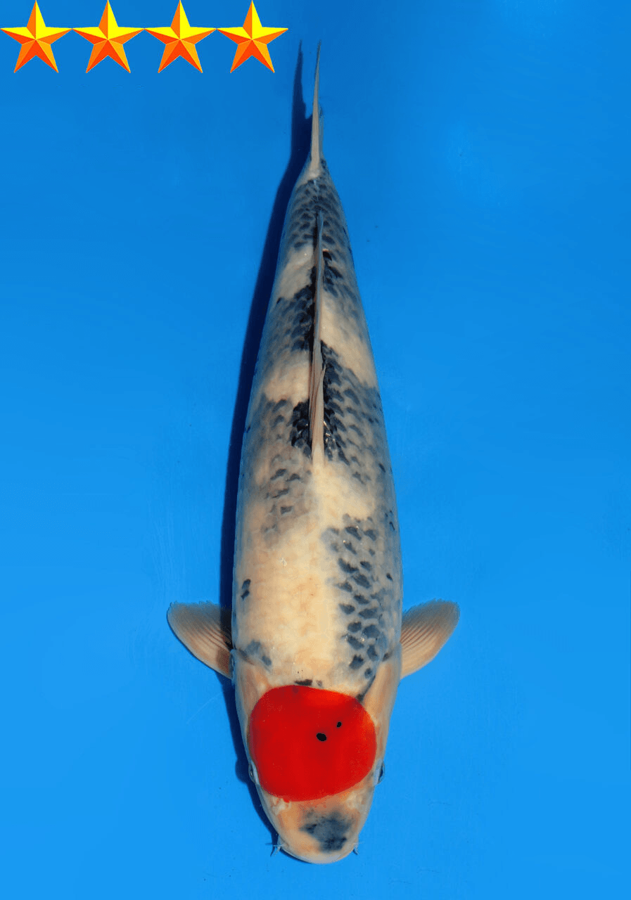 Japanse koi Dainichi Showa SuperMonster Yonsai 43 cm Female