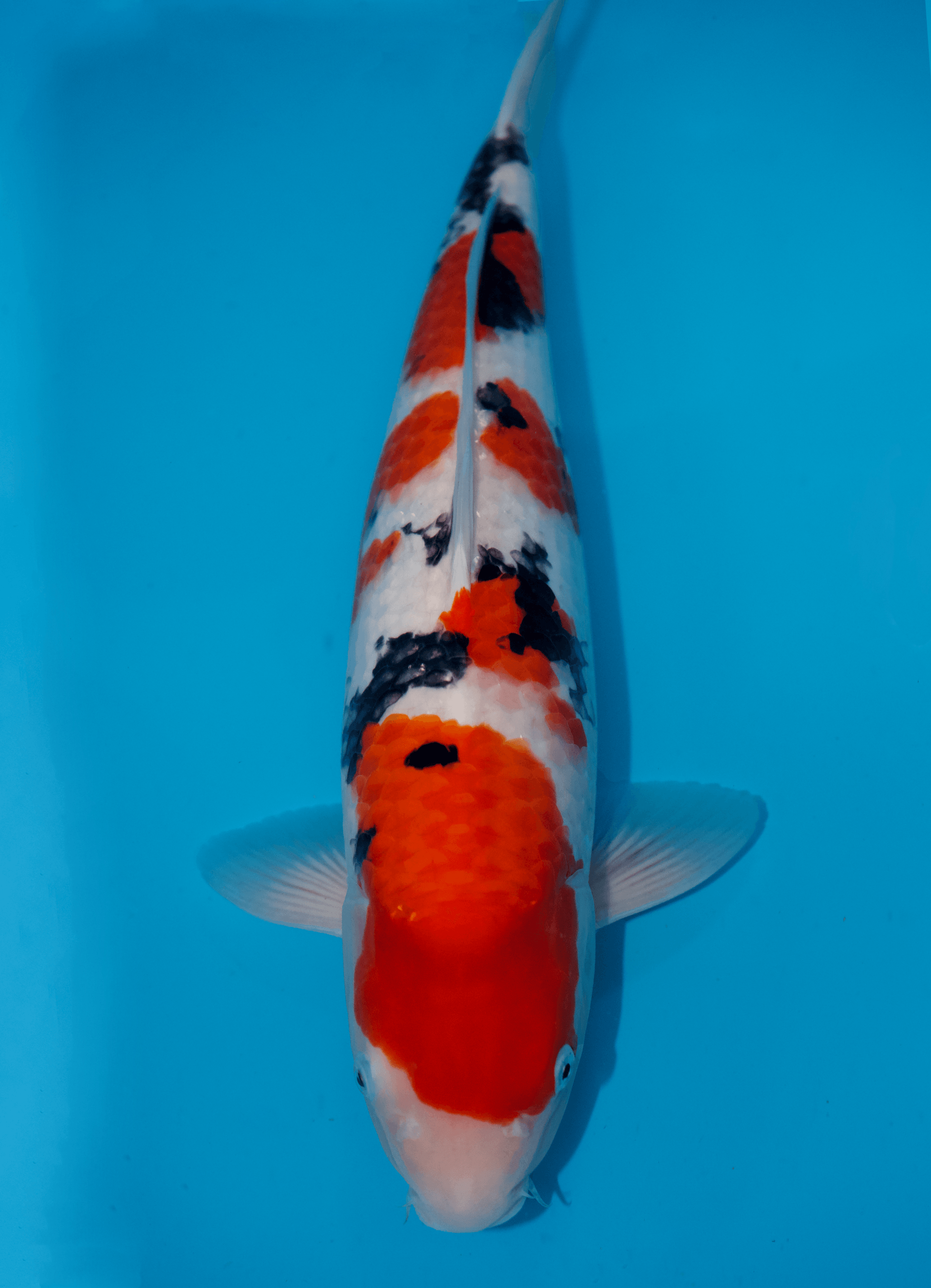 Japanse koi Momotaro Sanke Rokusai + 52 cm Female