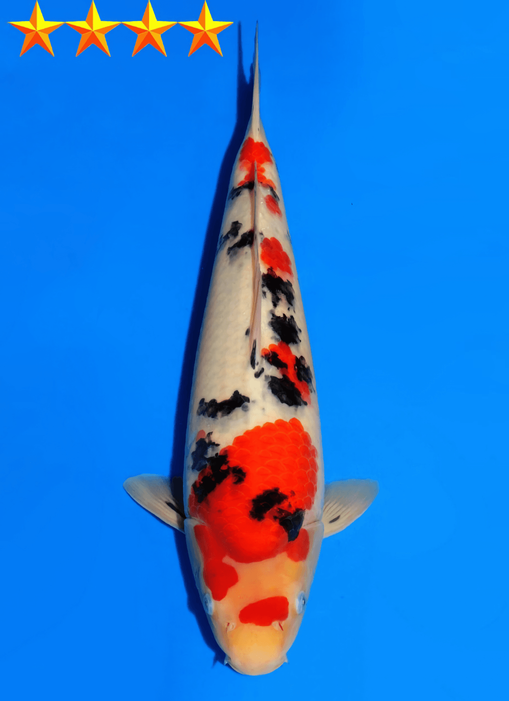 Japanse koi Dainichi MSankeJr  Sanke Tosai 43cm
