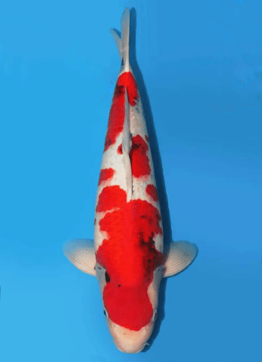 Japanse koi Dainichi Toyota Showa Hourai Rokusai + 52 cm Male