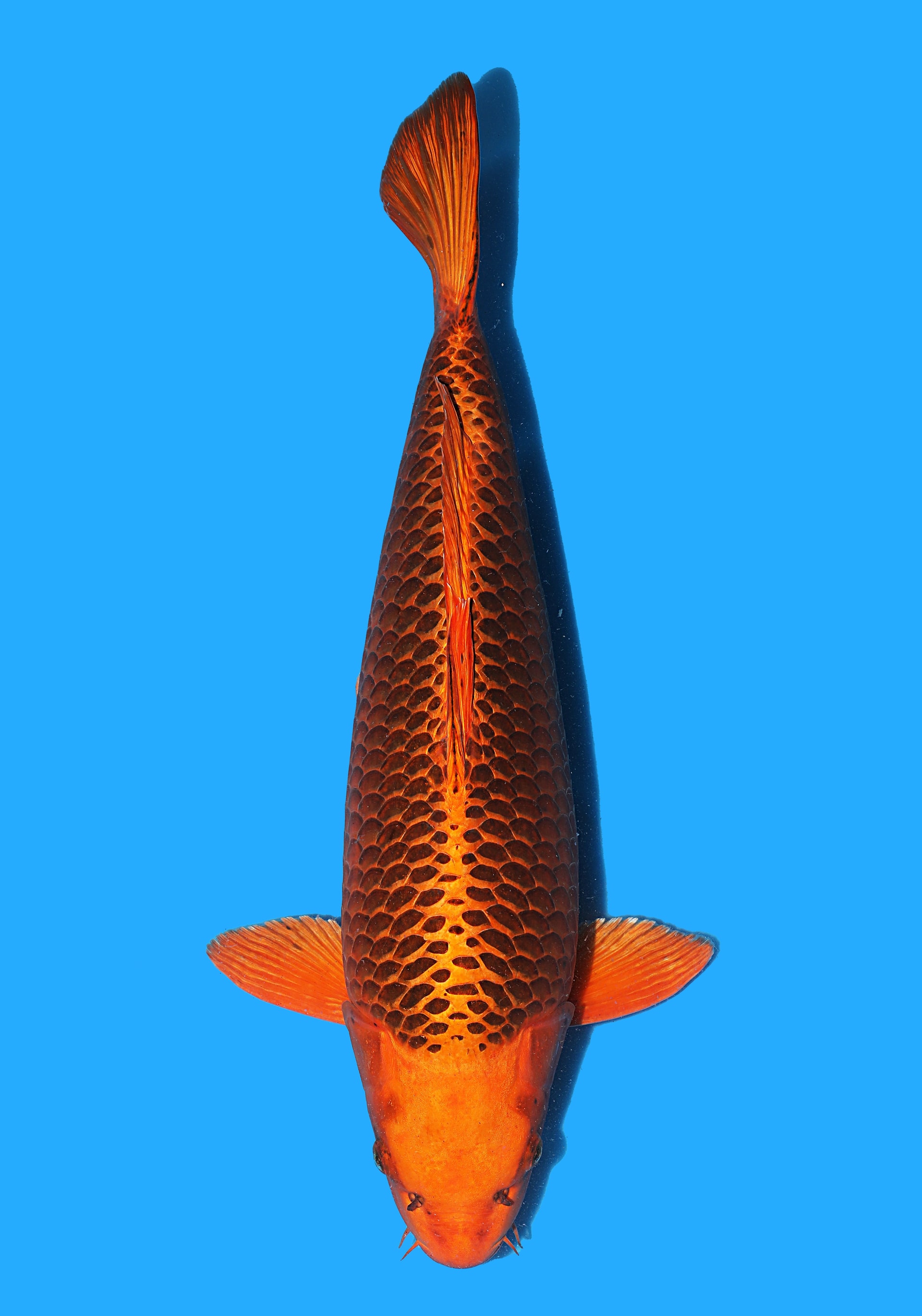 Japanse koi Marusei Kin Matsuba Rokusai + 55 cm Female