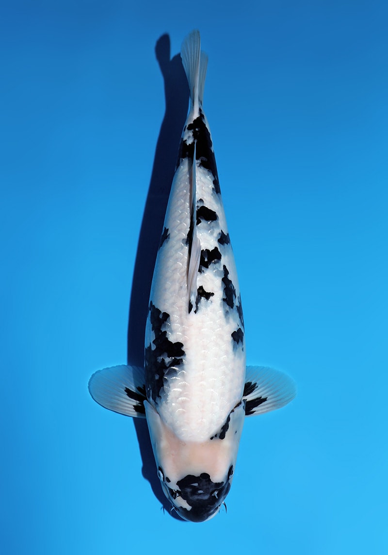 Japanse koi Omosako Shiro-utsuri Y-1 Nisai 51 cm Female