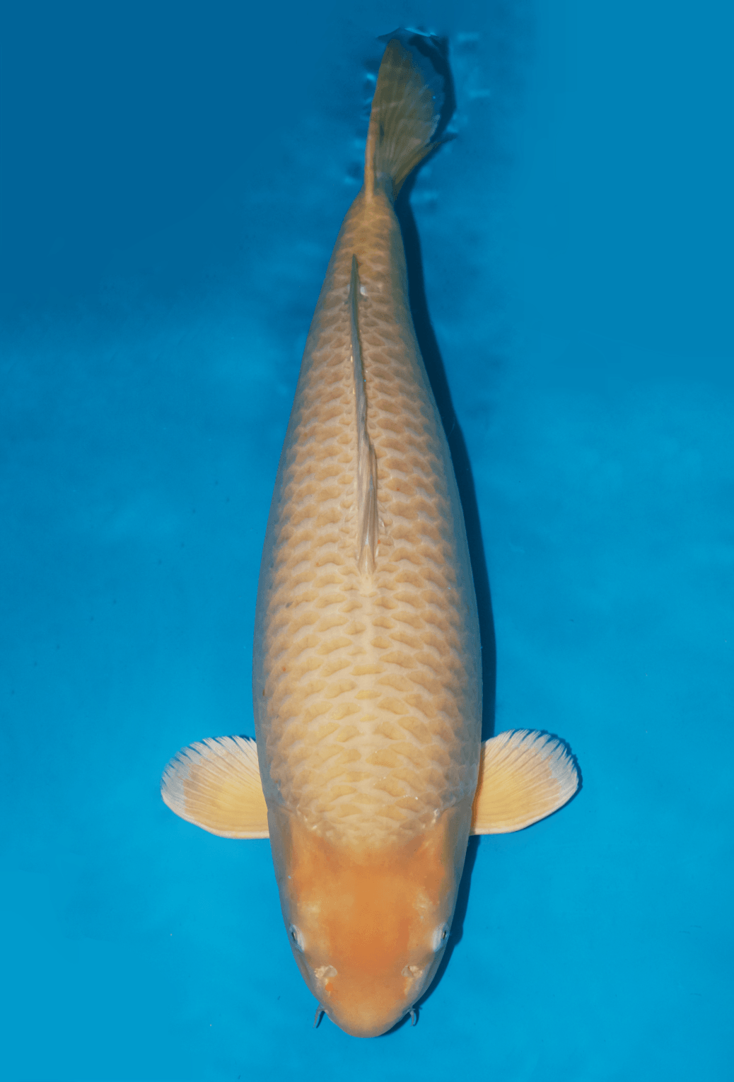 Japanse koi Dainichi Chagoi Botan Rokusai + 85 cm Female