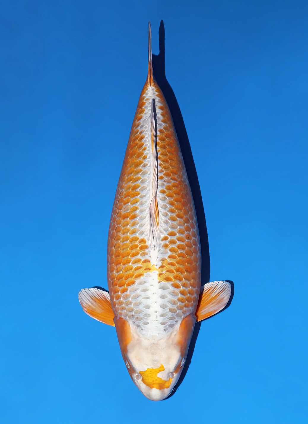 Japanse koi Momotaro  Metallic Mukashi Ogon Sansai 73cm