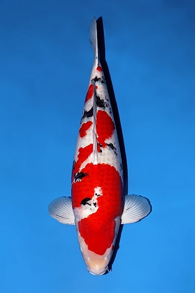Japanse koi Momotaro   Sanke Sansai 69cm