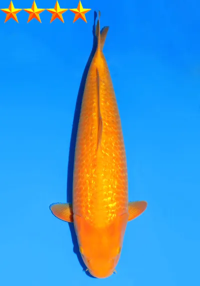 Japanse koi Dainichi YellowMonkey Ginrin Karashigoi Yonsai 80cm