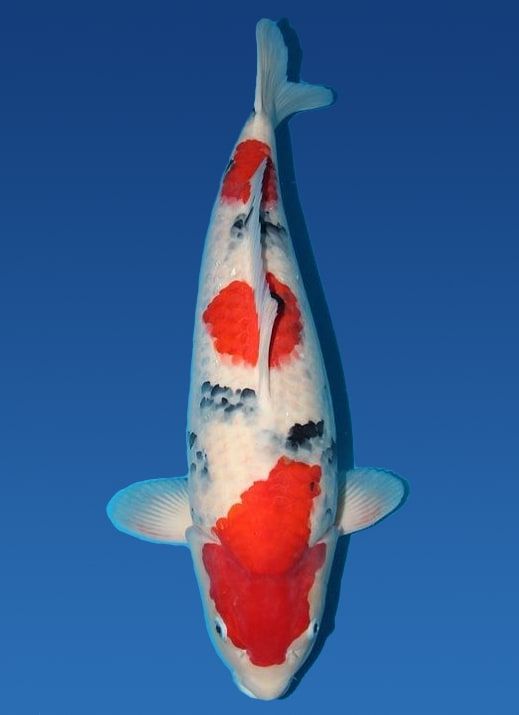 Japanse koi Nagoshi Sanke Rokusai + 69 cm Female