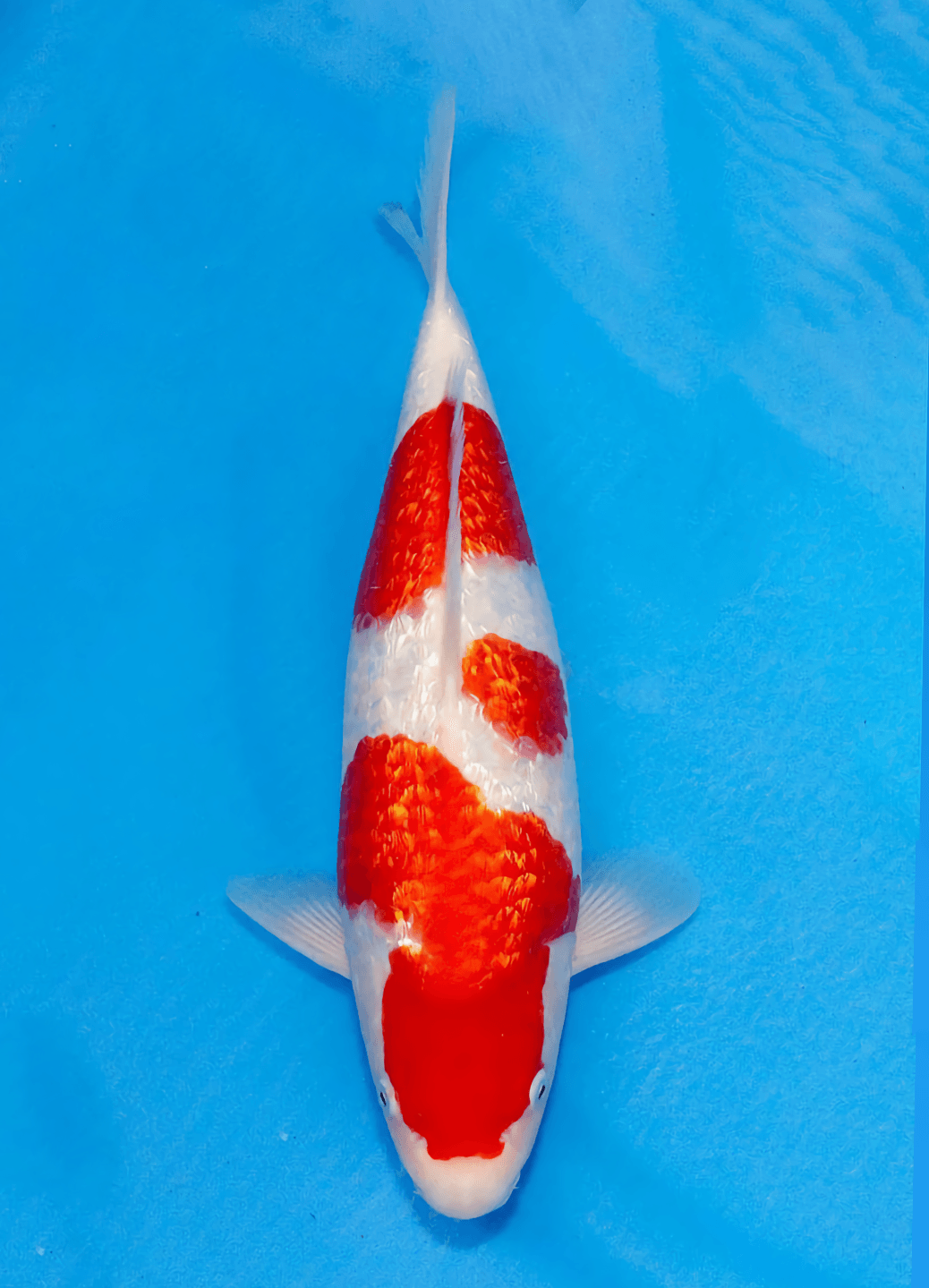 Japanse koi Marushin Ginrin Kohaku Rokusai + 50 cm Male